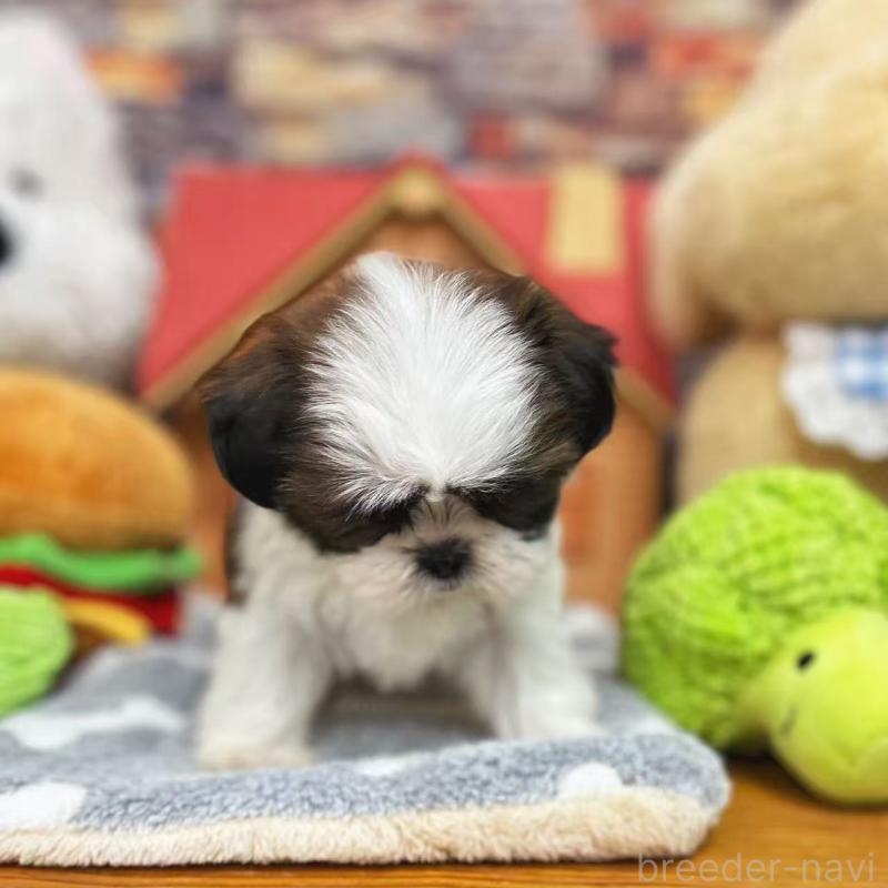 販売中の東京都のシーズー-424628の9枚目