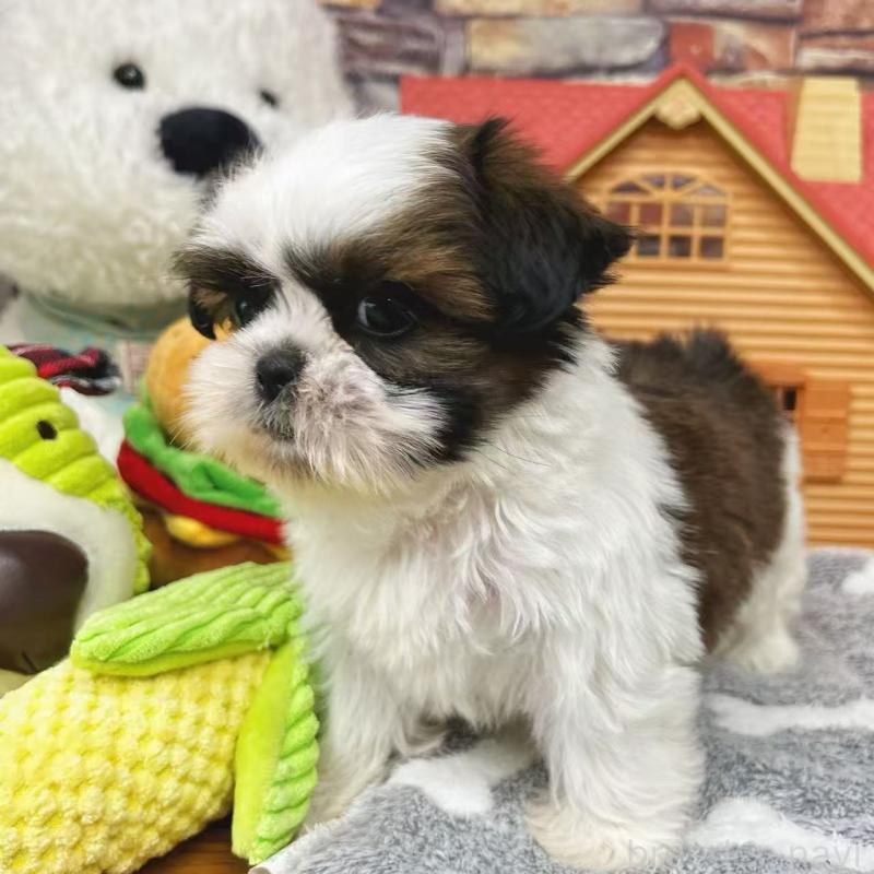 販売中の東京都のシーズー-424628の8枚目