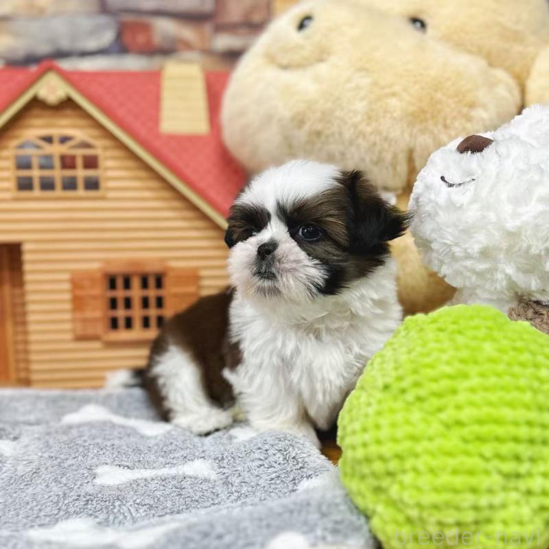 販売中の東京都のシーズー-424628の7枚目