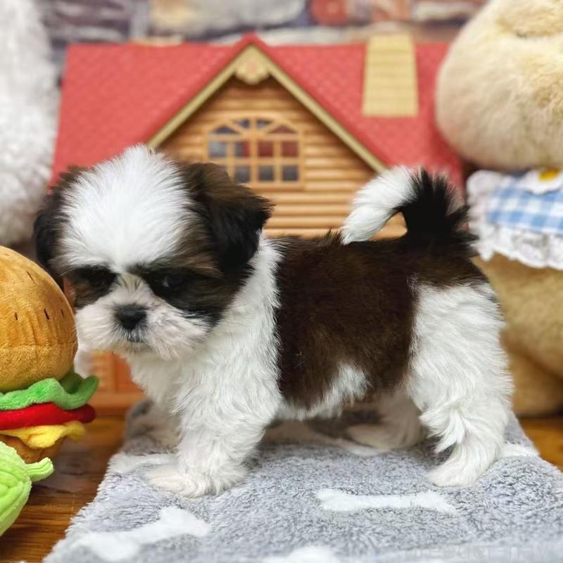 販売中の東京都のシーズー-424628の6枚目