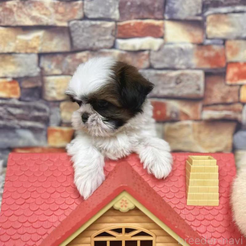 販売中の東京都のシーズー-424628の5枚目