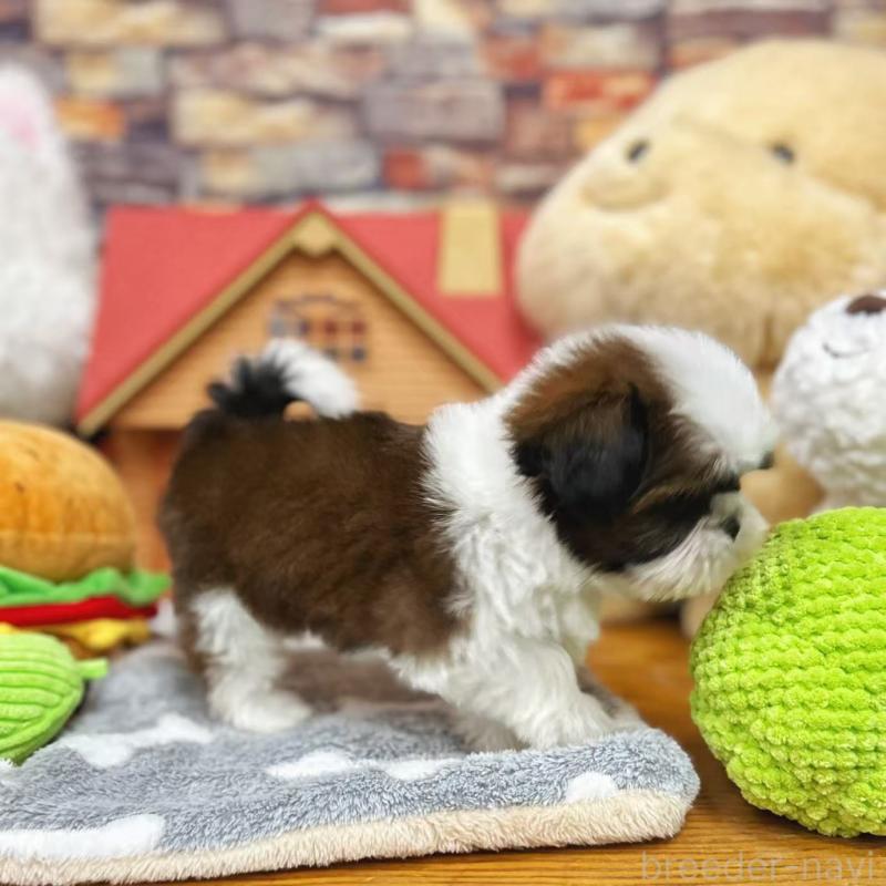 販売中の東京都のシーズー-424628の4枚目