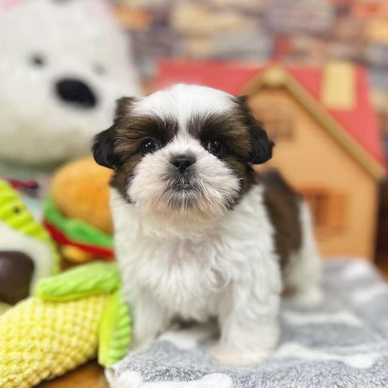 販売中の東京都のシーズー-424628の1枚目