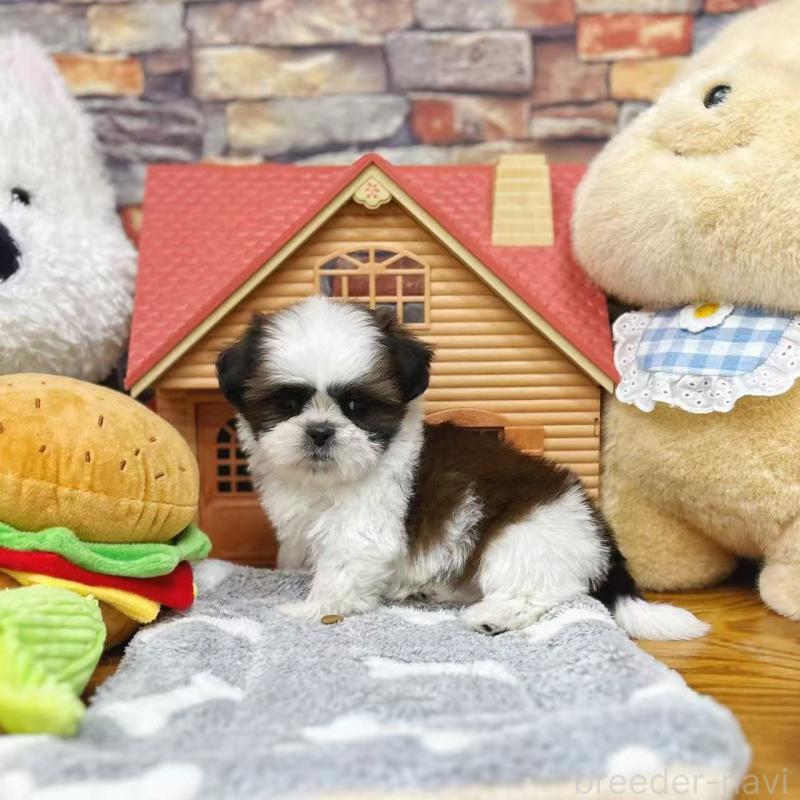 販売中の東京都のシーズー-424628の3枚目