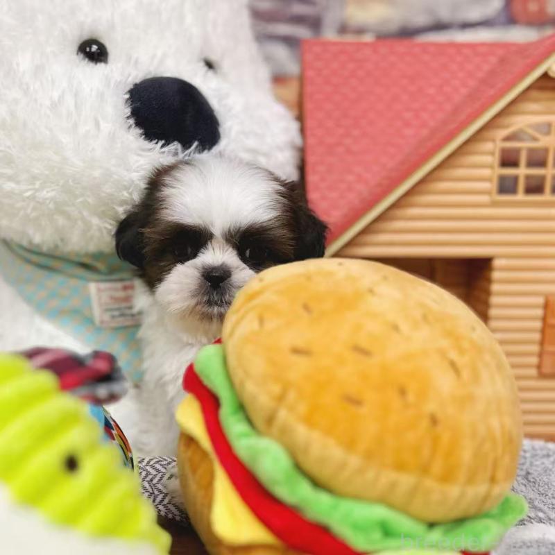 販売中の東京都のシーズー-424628の2枚目