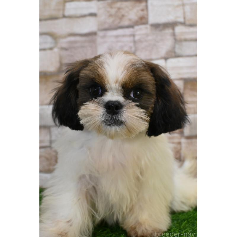 成約済の山口県のシーズー-421375の4枚目