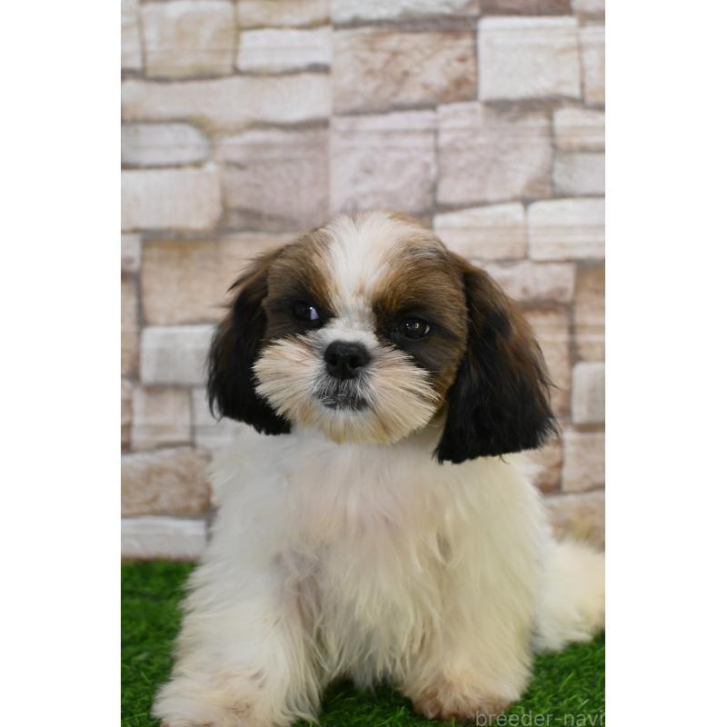 成約済の山口県のシーズー-421375の3枚目