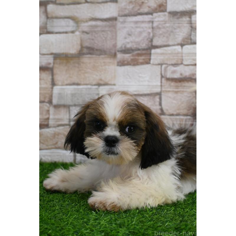 成約済の山口県のシーズー-421375の2枚目