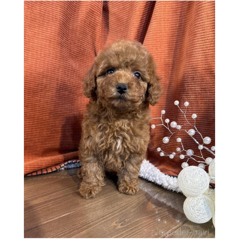 販売中の茨城県のトイプードル-424620の5枚目