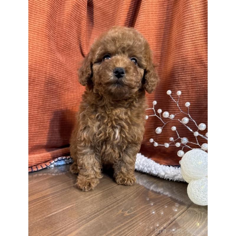 販売中の茨城県のトイプードル-424620の4枚目