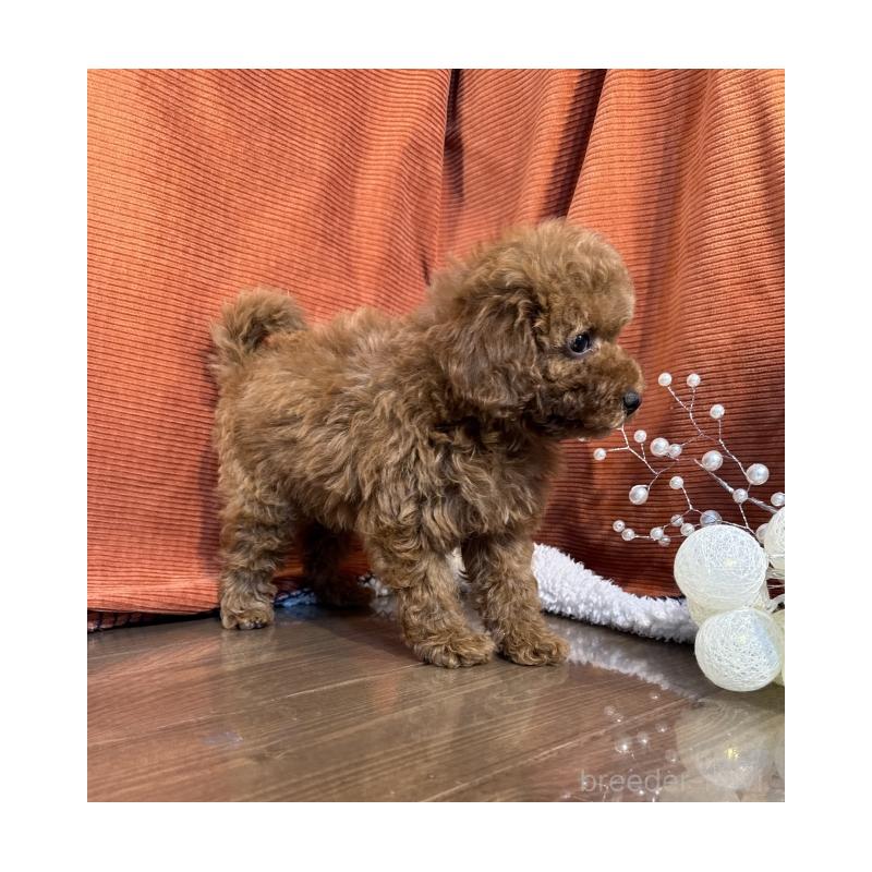 販売中の茨城県のトイプードル-424620の3枚目