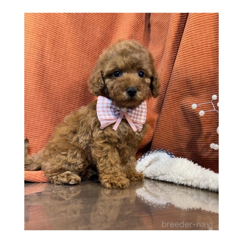 販売中の茨城県のトイプードル-424620の2枚目