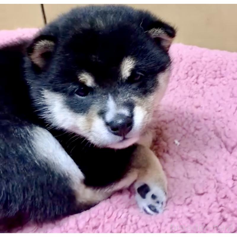 販売中の奈良県の豆柴-424623の9枚目