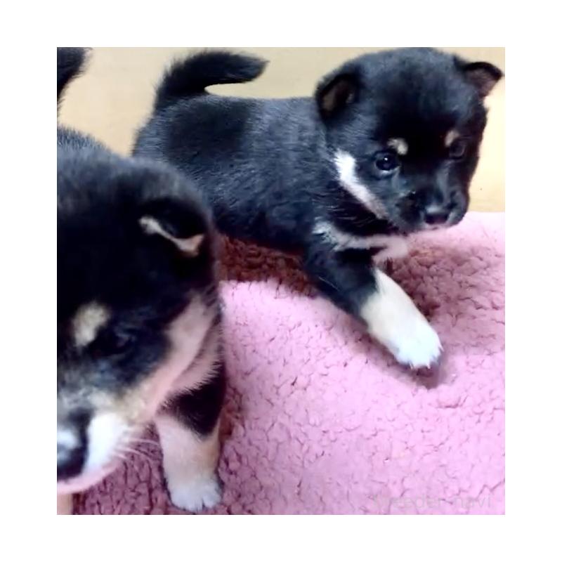 販売中の奈良県の豆柴-424623の1枚目