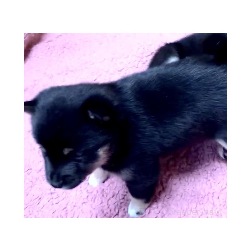 販売中の奈良県の豆柴-424623の8枚目