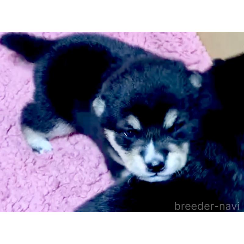 販売中の奈良県の豆柴-424623の7枚目