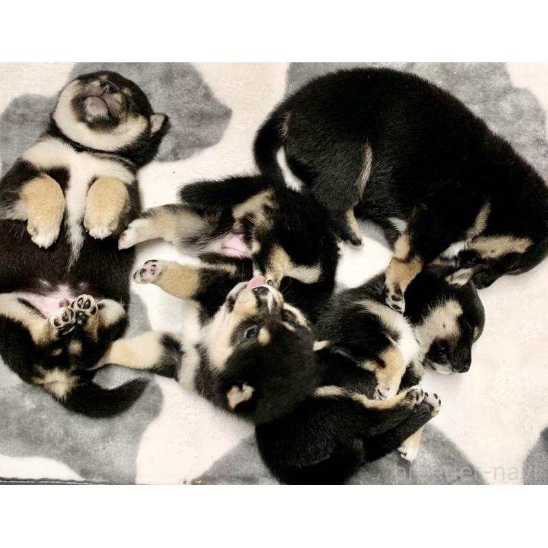 販売中の奈良県の豆柴-424623の4枚目