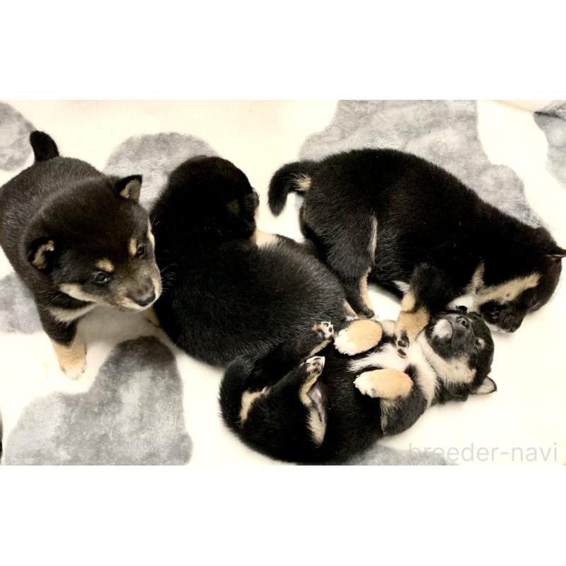 販売中の奈良県の豆柴-424623の3枚目