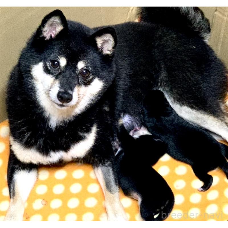 販売中の奈良県の豆柴-424623の2枚目