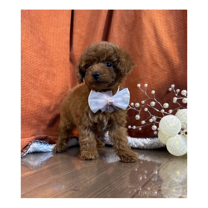 販売中の茨城県のトイプードル-424624の5枚目