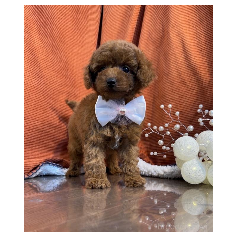 販売中の茨城県のトイプードル-424624の4枚目