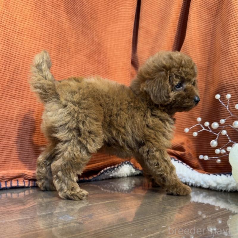 販売中の茨城県のトイプードル-424624の3枚目