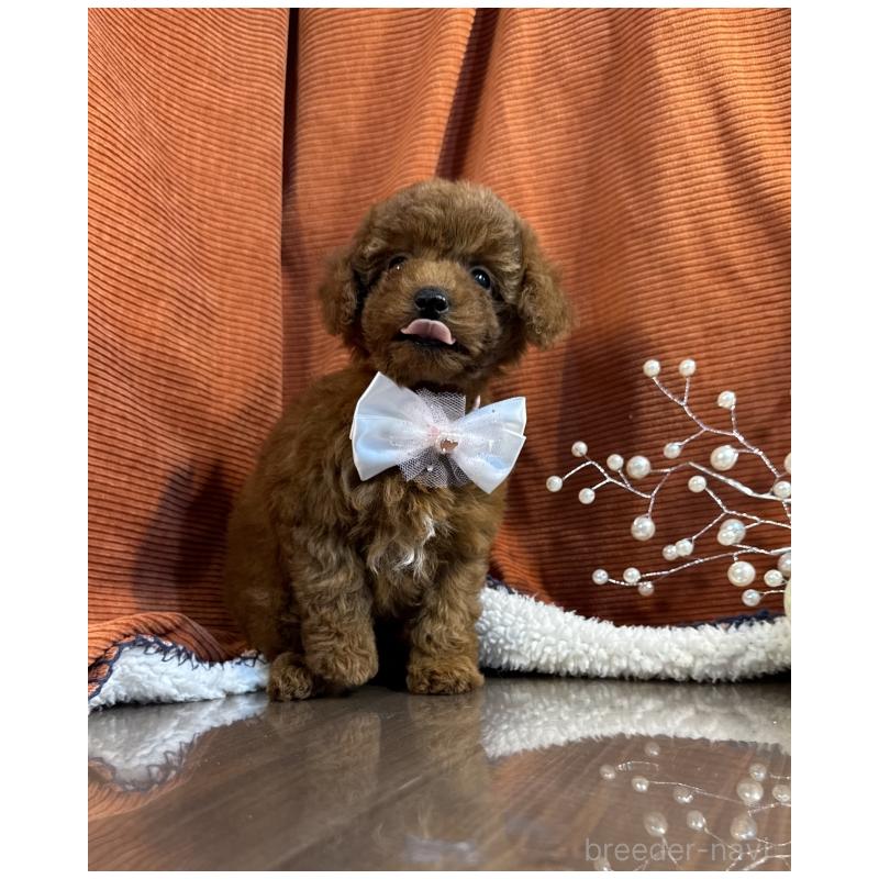 販売中の茨城県のトイプードル-424624の2枚目