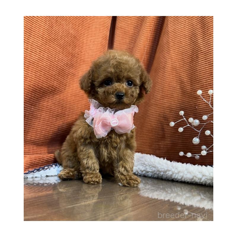 販売中の茨城県のトイプードル-424627の5枚目