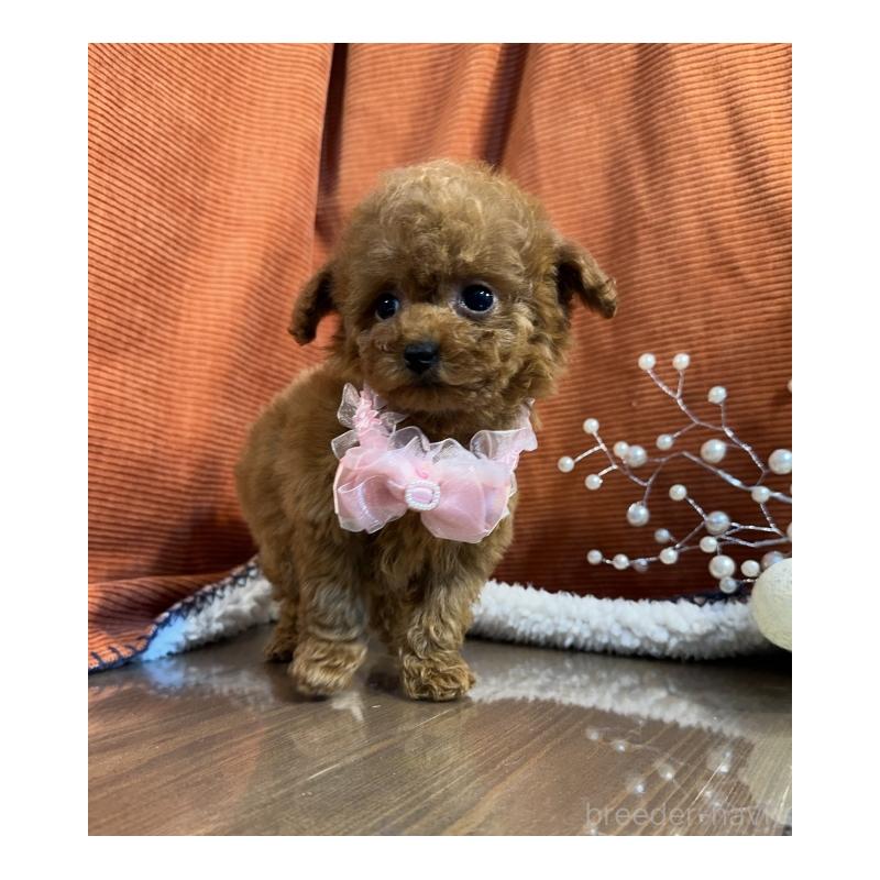 販売中の茨城県のトイプードル-424627の4枚目