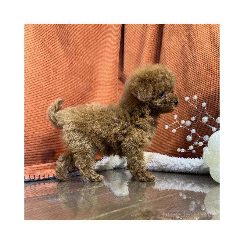 販売中の茨城県のトイプードル-424627の3枚目