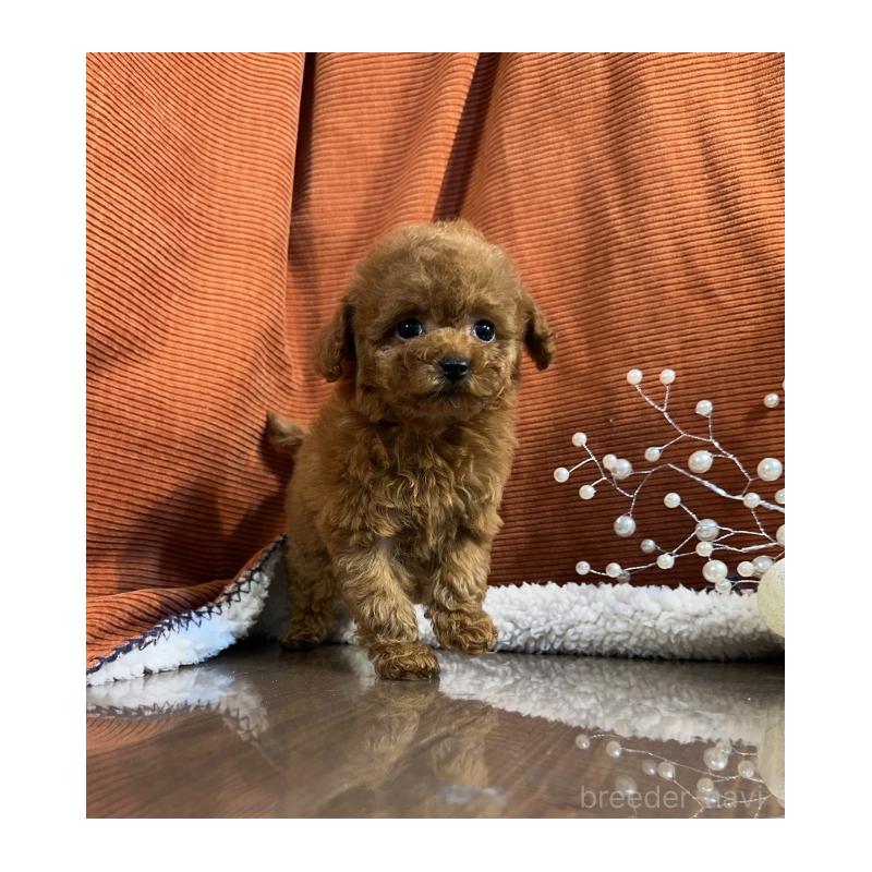 販売中の茨城県のトイプードル-424627の2枚目