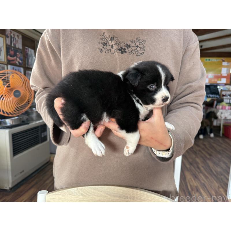販売中の長野県のボーダーコリー-424629の7枚目