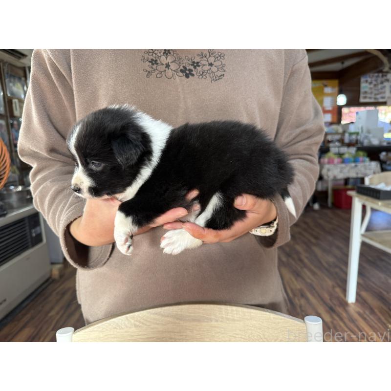 販売中の長野県のボーダーコリー-424629の5枚目