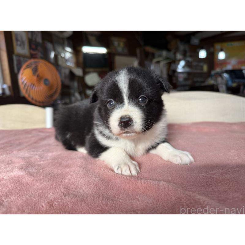 販売中の長野県のボーダーコリー-424629の4枚目