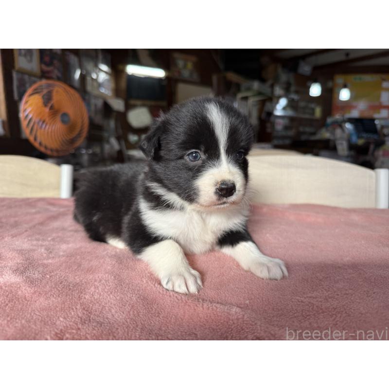 販売中の長野県のボーダーコリー-424629の3枚目