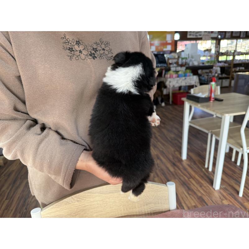 販売中の長野県のボーダーコリー-424629の2枚目