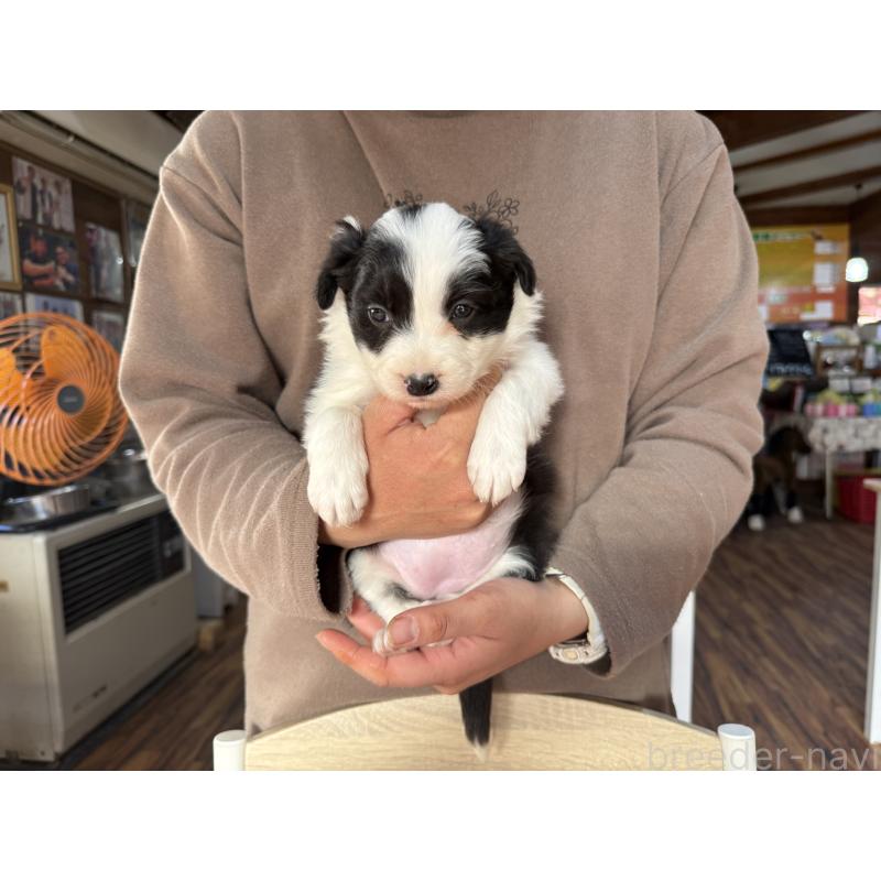 販売中の長野県のボーダーコリー-424630の11枚目