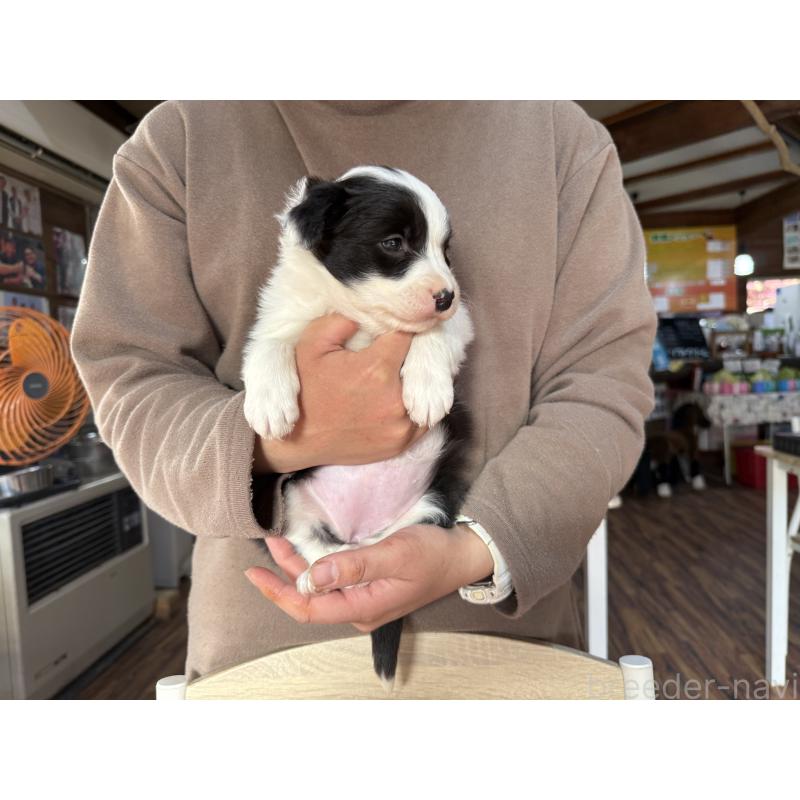 販売中の長野県のボーダーコリー-424630の10枚目