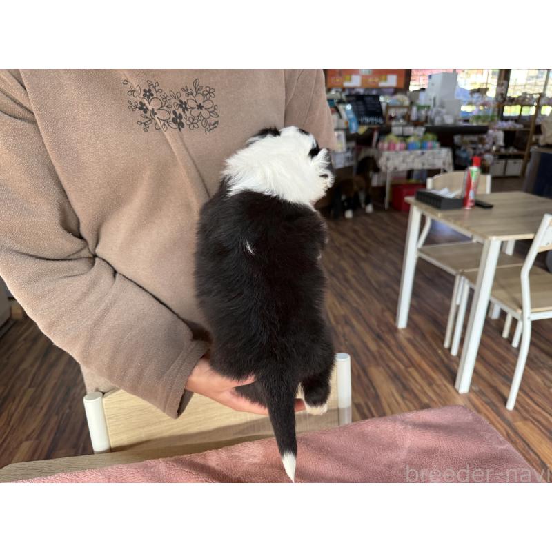 販売中の長野県のボーダーコリー-424630の9枚目