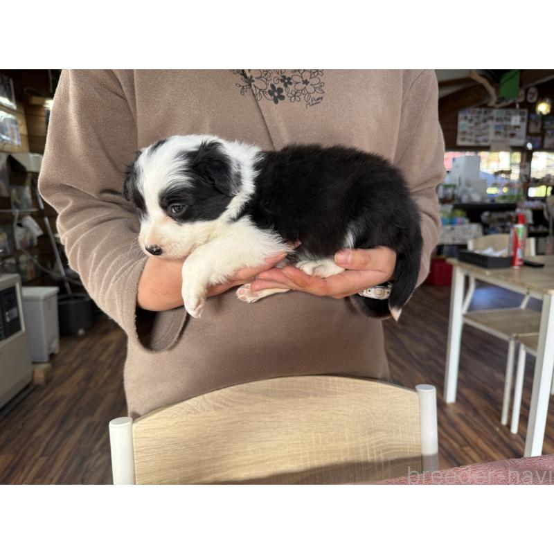 販売中の長野県のボーダーコリー-424630の7枚目