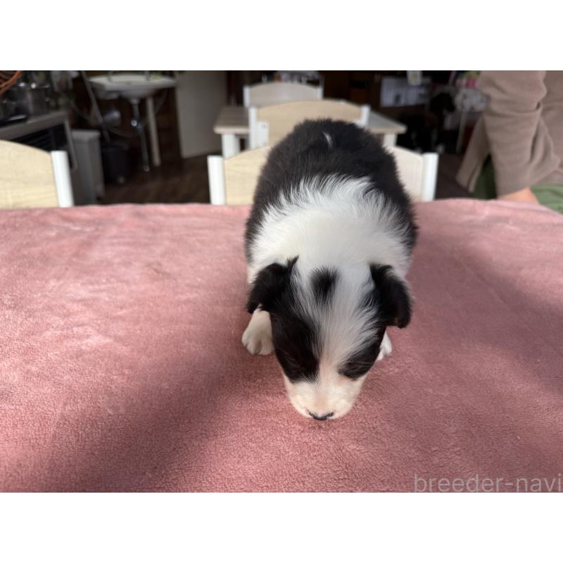 販売中の長野県のボーダーコリー-424630の6枚目