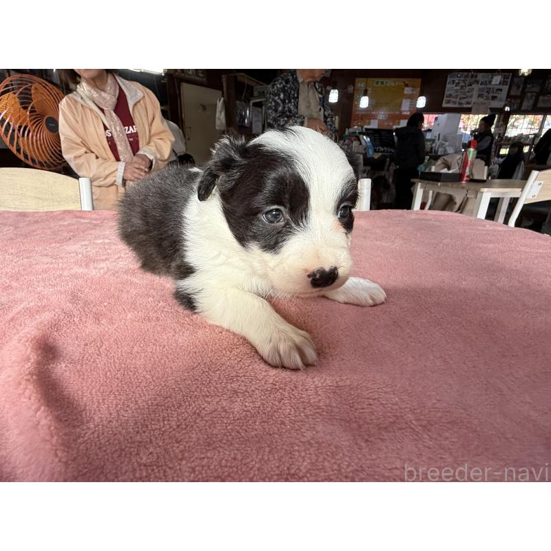 販売中の長野県のボーダーコリー-424630の5枚目