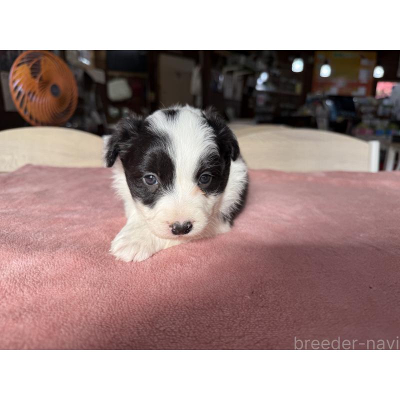 販売中の長野県のボーダーコリー-424630の4枚目