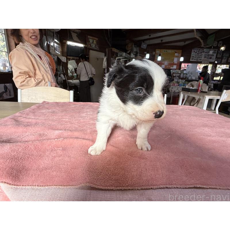 販売中の長野県のボーダーコリー-424630の3枚目