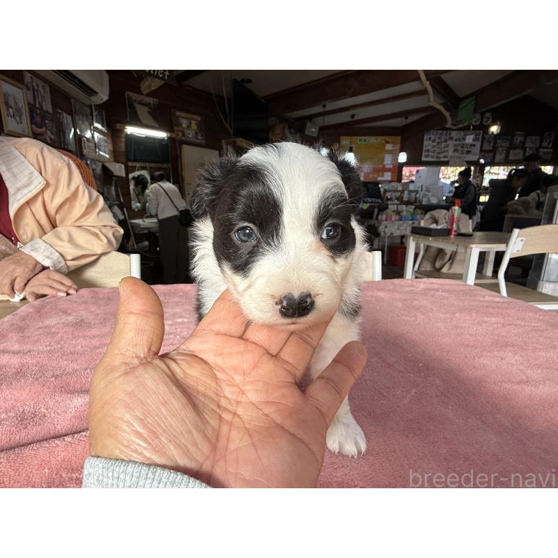 販売中の長野県のボーダーコリー-424630の2枚目