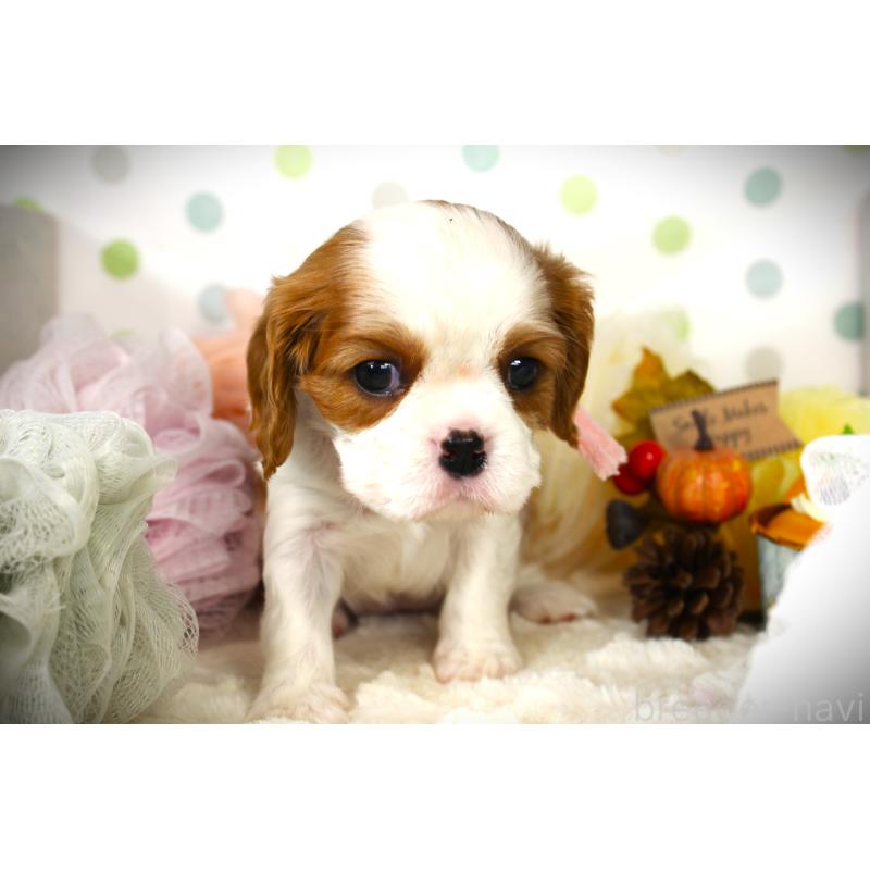 販売中の福岡県のキャバリアキングチャールズスパニエル-424631の7枚目