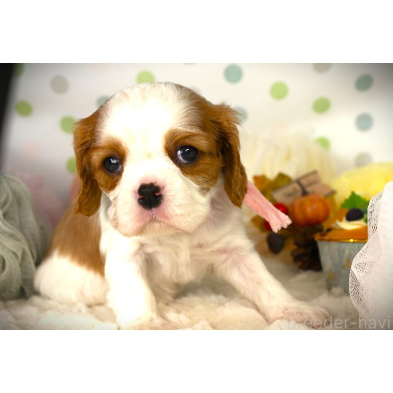 販売中の福岡県のキャバリアキングチャールズスパニエル-424631の6枚目