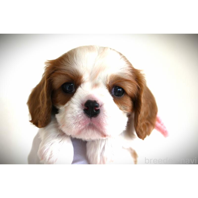 販売中の福岡県のキャバリアキングチャールズスパニエル-424631の5枚目