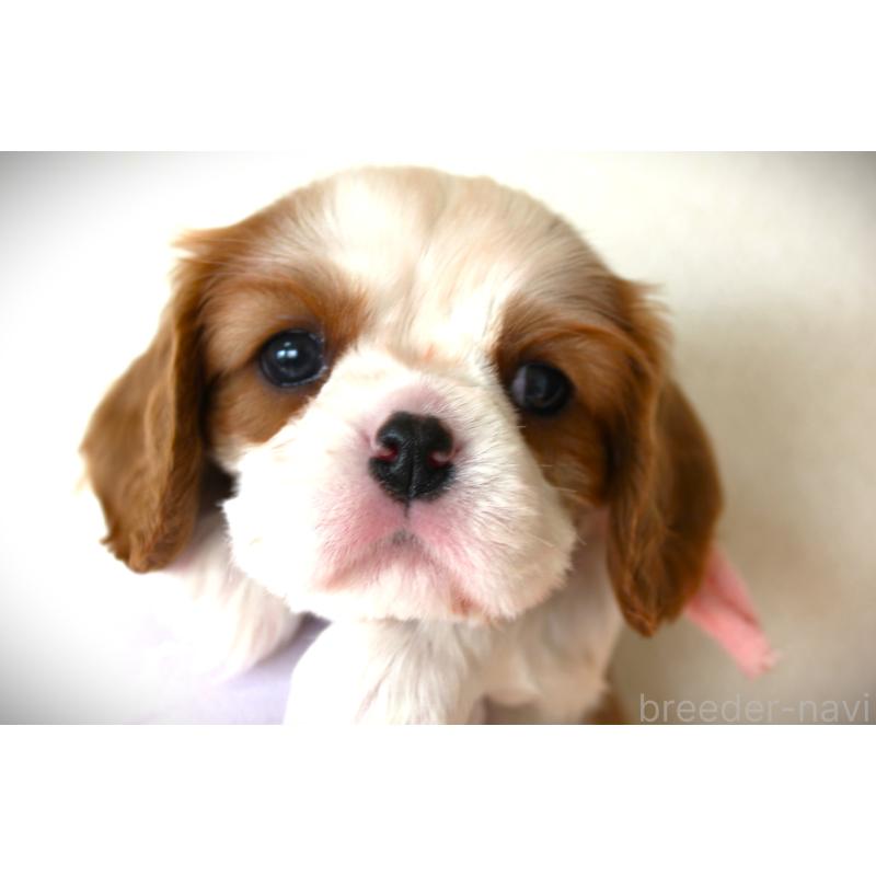 販売中の福岡県のキャバリアキングチャールズスパニエル-424631の4枚目