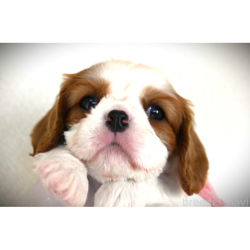 販売中の福岡県のキャバリアキングチャールズスパニエル-424631の3枚目